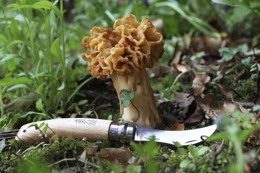 Couteau champignon Opinel 8 avec brosse